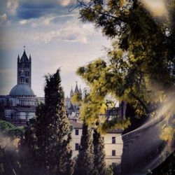 Trees in city against sky