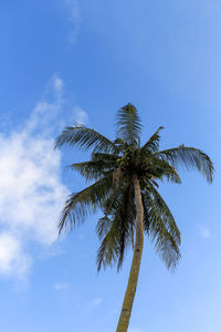 Low angle view of coconut palm tree against blue sky