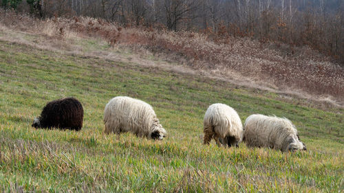 Sheep grazing on field