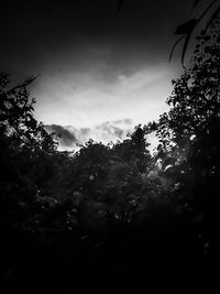 Low angle view of silhouette trees against sky