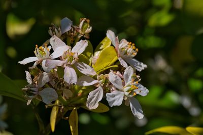 Close-up of white flowering plant