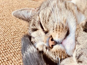 Close-up of cat sleeping