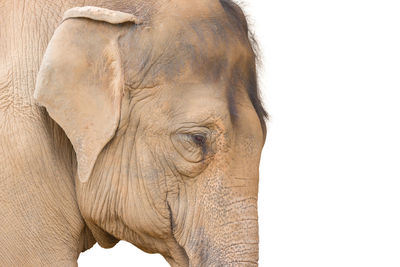 Close-up portrait of elephant