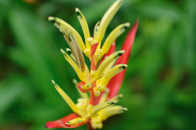 Close-up of yellow day