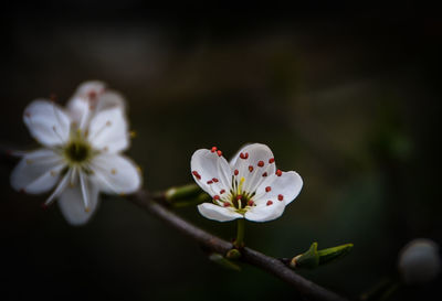 Close-up of white cherry blossom