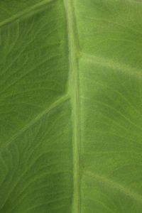 Full frame shot of green leaf