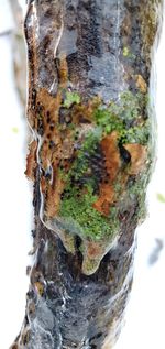 Close-up of moss on tree trunk