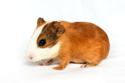 animal