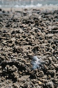 Close-up of lizard on beach