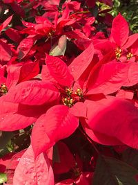 Full frame shot of red flowering plant