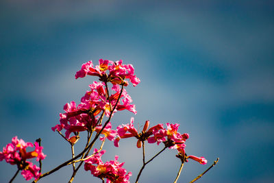 Low angle view of pink flowering plant against sky