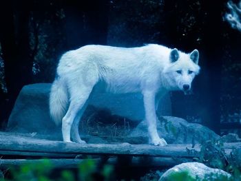 Portrait of white horse standing in water