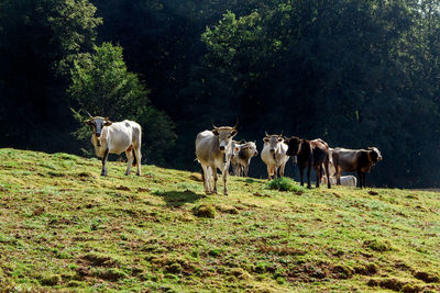 Cows standing in a field