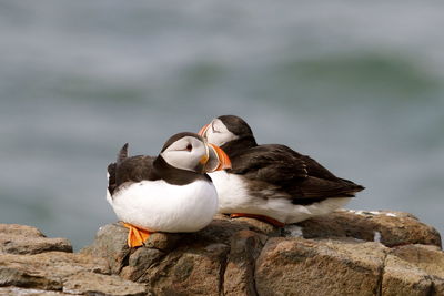 Birds on rock