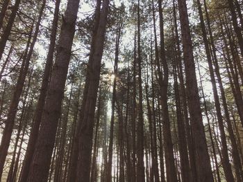 Low angle view of trees in forest