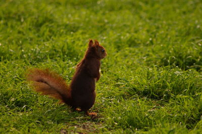 Side view of a rabbit on field