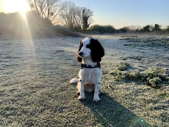 Dog standing on land against sky