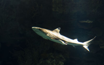 View of fish underwater