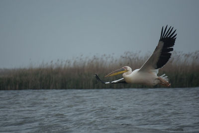 White pelican flying close to sahalin island, at the southern tip of danube delta