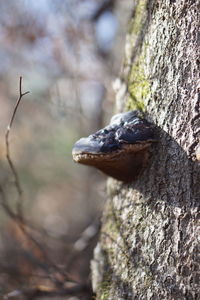 Close-up of lizard on tree trunk