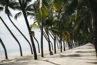 Palm trees on footpath by sea