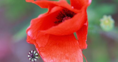 Close-up of red rose flower