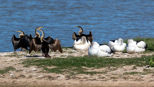 Click of australian darters and pelicans