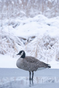 View of bird on snow covered landscape