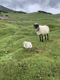 Sheep in a field