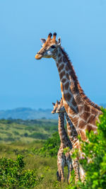 Giraffe on field against clear sky