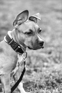 Close-up of dog standing on grassy field