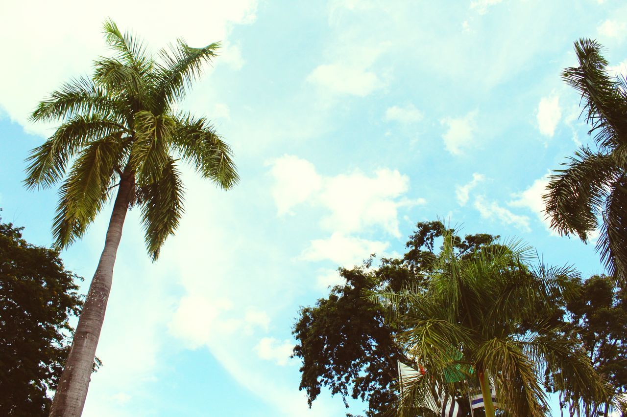 tree, low angle view, sky, growth, palm tree, nature, no people, cloud - sky, day, beauty in nature, outdoors, branch