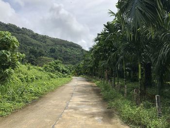 Empty road along trees and plants against sky