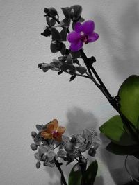 Close-up of fresh orchid flowers