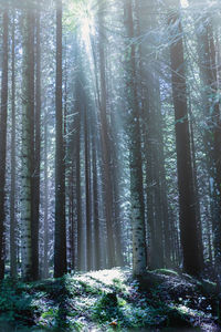 Trees growing in forest