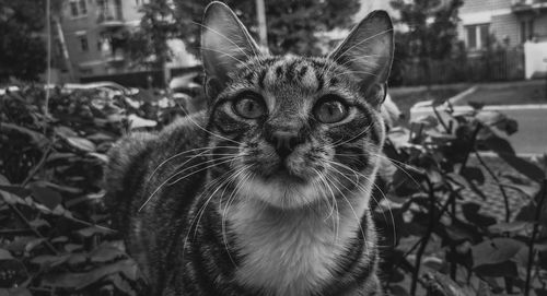 Close-up portrait of a cat