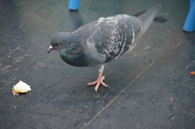 Close-up of pigeon on footpath