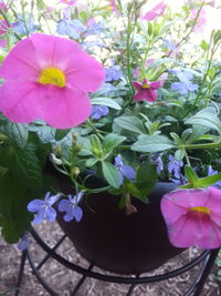 Close-up of pink flowers