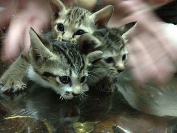 Close-up portrait of cats