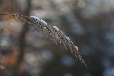 Close-up of frozen plant