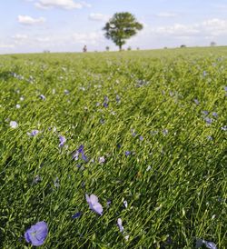 Scenic view of flowering plants on field against sky