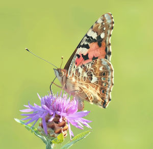 Close-up of butterfly pollinating on purple flower