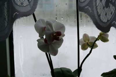 Close-up of orchids