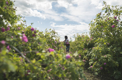 Scenic view of flowering plants against sky