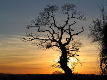 Silhouette of trees at sunset