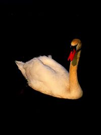 Close-up of swan swimming in water