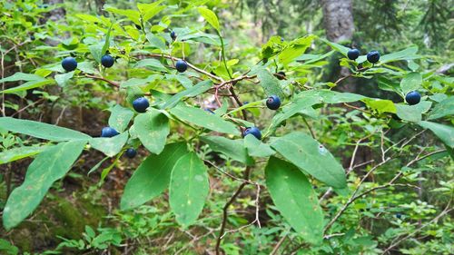 Close-up of fruits growing on tree