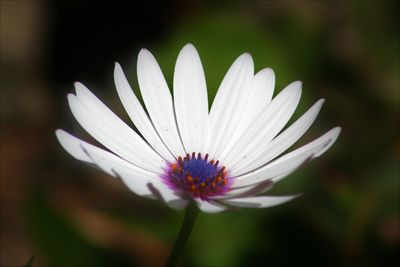 Close-up of white flowering plant