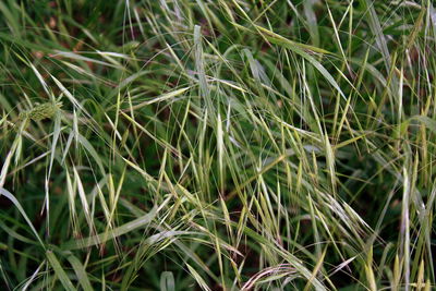 Full frame shot of grass