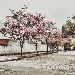 Pink flowers on tree